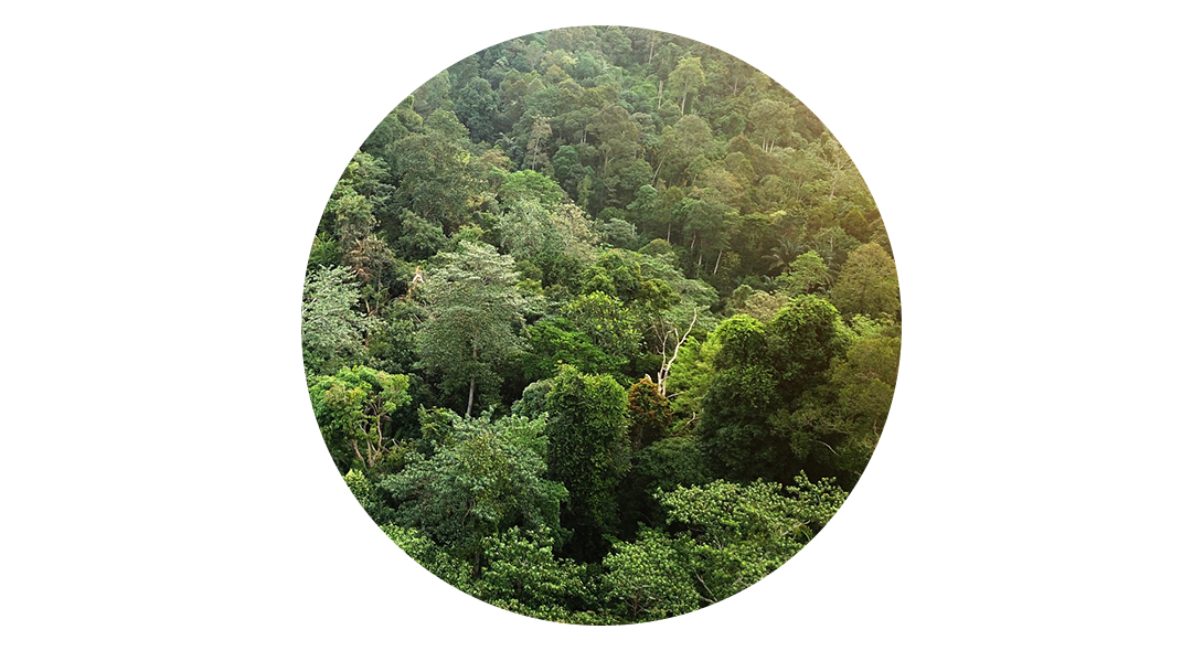 Mayan – det naturlige valget